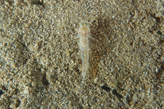 Favonigobius