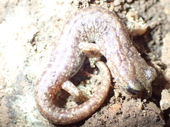 Speleomantes genei