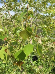 Populus deltoides