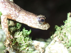 Speleomantes genei