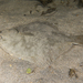 Sand Flounder - Photo (c) lcolmer, some rights reserved (CC BY-NC), uploaded by lcolmer