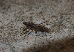 Oncocephalus pudicus