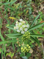 Asclepias nivea