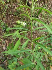 Asclepias nivea