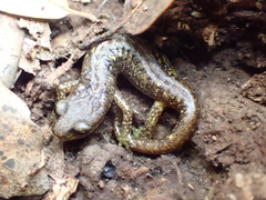 Speleomantes genei
