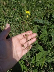 Bunias erucago
