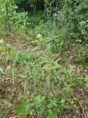 Asclepias nivea