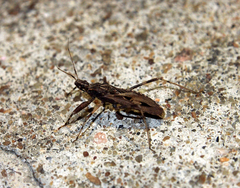 Oncocephalus pudicus