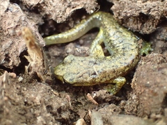 Speleomantes genei