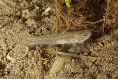 Flatback Mangrove Goby photo 2