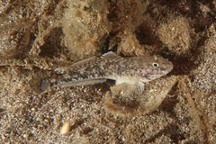 Eastern Longfin Goby photo 3
