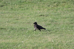 Corvus cornix × corone