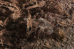Favonigobius