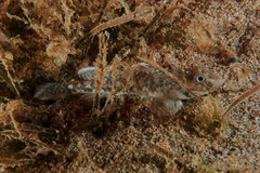 Favonigobius