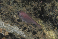 Pempheris adspersa