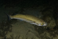 Yellow-Eye Mullet photo 3