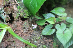 Viola shinchikuensis