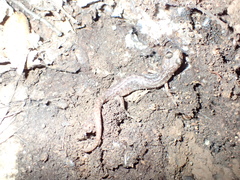 Speleomantes genei