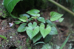 Viola shinchikuensis