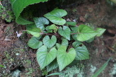 Viola shinchikuensis