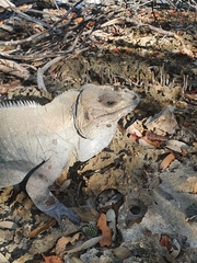 Cyclura cornuta