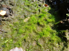 Vaucheria pseudaversa