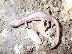 Speleomantes genei