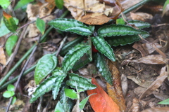Ardisia violacea