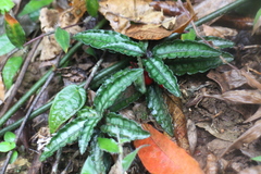 Ardisia violacea