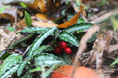 Ardisia violacea