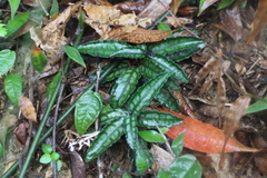 Ardisia violacea