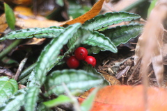 Ardisia violacea