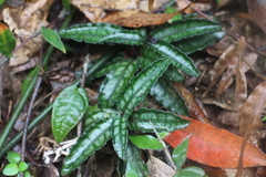 Ardisia violacea