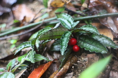 Ardisia violacea