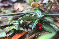 Ardisia violacea