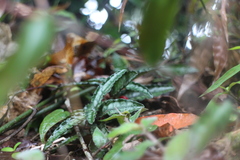 Ardisia violacea