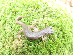 Speleomantes genei