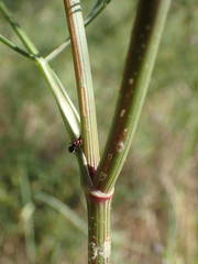 Daucus carota maritimus