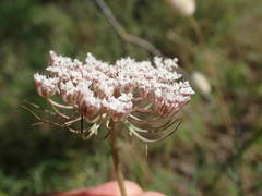 Daucus carota maritimus