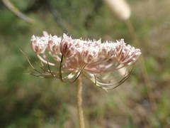 Daucus carota maritimus