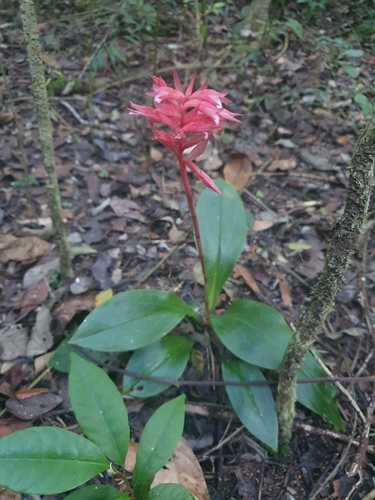 Stenorrhynchos speciosum, photograph 1