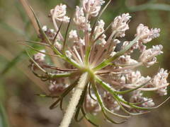 Daucus carota maritimus