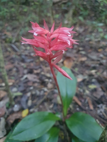 Stenorrhynchos speciosum, photograph 2