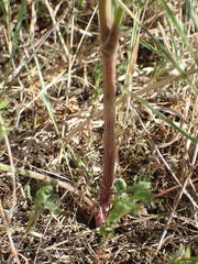 Daucus carota maritimus