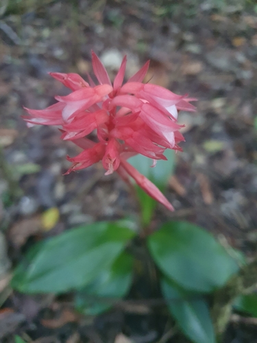 Stenorrhynchos speciosum, photograph 3