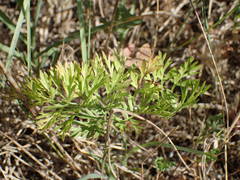 Daucus carota maritimus
