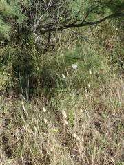 Daucus carota maritimus