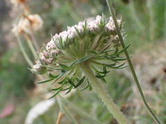 Daucus carota gummifer