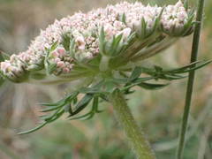 Daucus carota gummifer