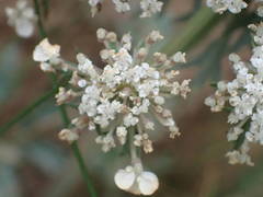 Daucus carota gummifer